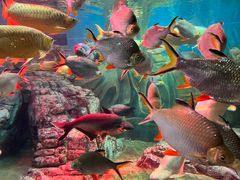 -上海海洋水族馆