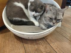 -more than meow吴止猫主题餐厅(承德 中船汇店)