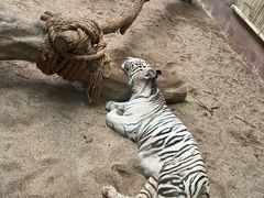 -清迈夜间动物园