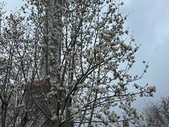 -海关大楼(陆家嘴街道)