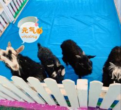 -萌宠亲子动物乐园(槐房万达店)