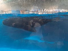 -海合安成都极地海洋公园