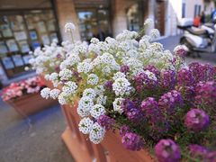-圣母百花圣殿