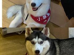 -Husky Go! 哈士奇体验馆·宠物咖啡厅狗咖