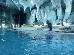 -帝企鹅自助餐厅•儿童岛•真企鹅(长隆企鹅酒店)