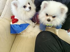 -怪兽屋·羊驼·猫咖·狗咖(俊华广场店)