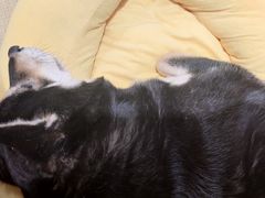 -逗柴咖啡屋·狗咖猫咖宠物桌游