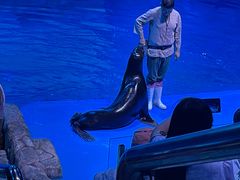 -芜湖新华联大白鲸海洋公园