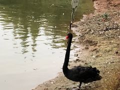 -瑶湖郊野森林公园