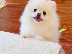 -凯瑞希宠物医院·狂犬免疫·微创·皮肤科