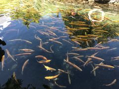 -玉水寨丽江源餐厅