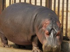 -合肥野生动物园
