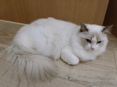 -CAT’S MEWSTAR CAFE·喵星球猫屋(晴湾咖啡店)