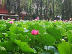 -四川大学(望江校区)
