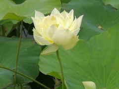 -微山湖红荷湿地景区