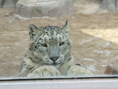 -青藏高原野生动物园