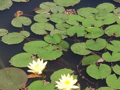 -西湖外事游船(花港观鱼码头)