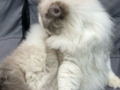 -1013 PET SHOP 宠物商店(近铁城市广场店)