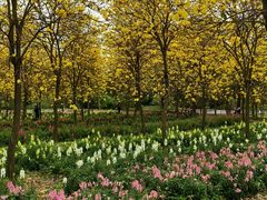 -天适樱花悠乐园