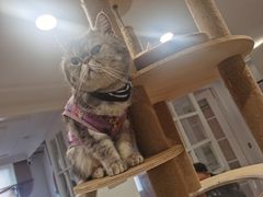 -楼上猫咖(罗湖店)