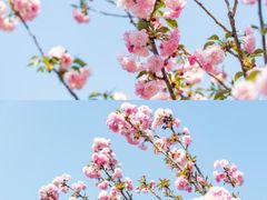 -观澜山水田园
