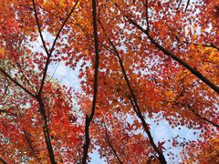 -杭州半山国家森林公园