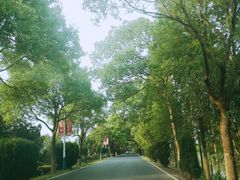 -东平国家森林公园