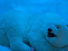 -海合安武汉极地海洋公园