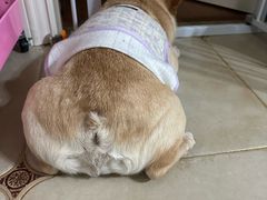 -德元·美联众合24小时动物医院(总院)