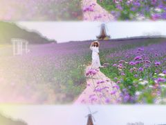 -大塘金香草谷