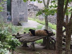 -都江堰中华大熊猫苑