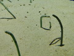 -上海海洋水族馆