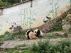 -中国大熊猫保护研究中心雅安碧峰峡基地