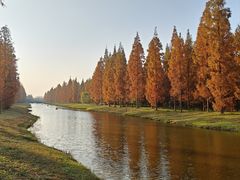 -黄海国家森林公园