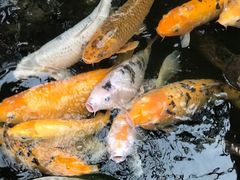 -上海大自然野生昆虫馆(东方明珠·爬宠昆虫探索中心)