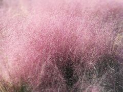 -羊亭河湿地公园