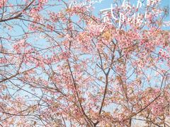-丹樱生态园