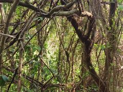 -黄埔油麻山森林公园