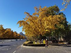 -三里屯东五街银杏大道