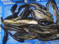 -洪湖家庭农场·团建·露营·会议