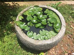 -老木棉·匠园