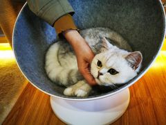 -废柴休闲屋·撸狗咖撸猫咖