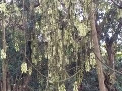 -清溪大王山森林公园