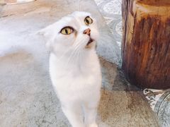 -more than meow吴止猫主题餐厅(承德 中船汇店)
