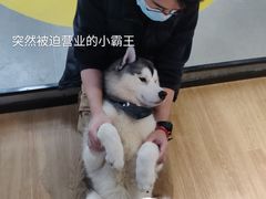 -Husky Go! 哈士奇体验馆·宠物咖啡厅狗咖