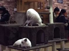 -喵园·猫主题咖啡厅·撸猫·猫咖(国贸店)