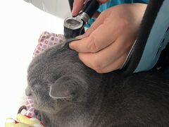 -中农国际动物医院24小时·猫科·骨科·急重症中心
