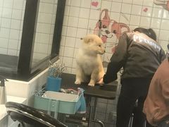 -宠小格时尚宠物生活馆(唐镇店)