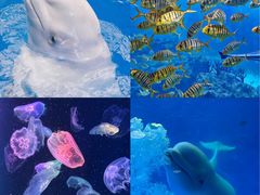 -海合安成都极地海洋公园