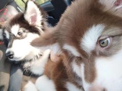 -翊宠yipet猫狗购宠庄园犬舍•猫舍